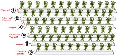 Endophytic Fungal Community of Tobacco Leaves and Their Potential Role in the Formation of “Cherry-Red” Tobacco